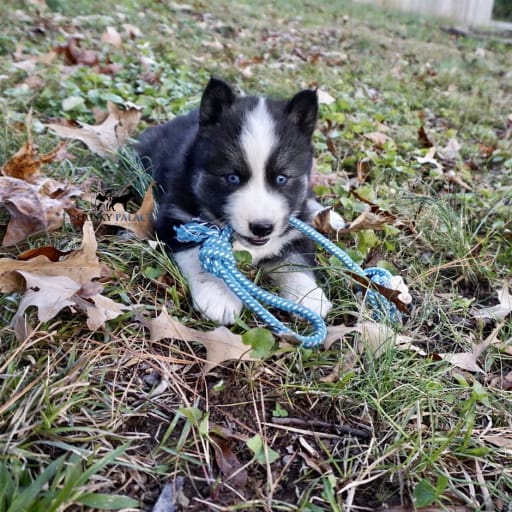 AKC Pumpkin 6